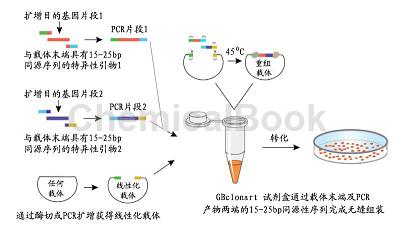 实验室到应用，精准菌株筛选流程图导航