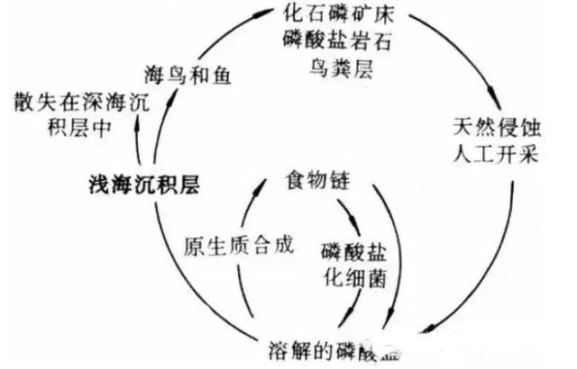 养分循环的特点与重要性解析