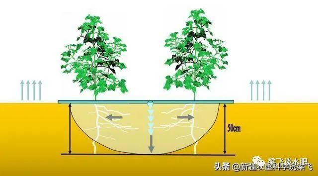 深度解析土壤条件与生态环境关系，土壤质量对生态环境的影响及构成因素探讨