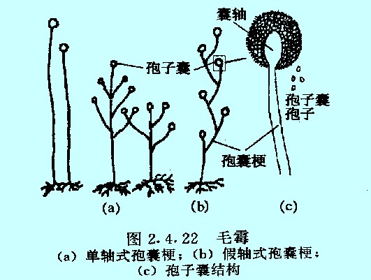 孢字读音解析详解