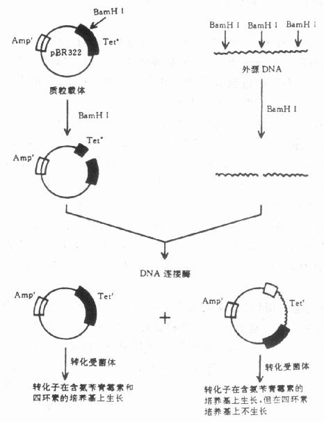 基因破坏载体，开启生物医学治疗新纪元的钥匙