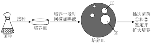 菌种培养全步骤详解