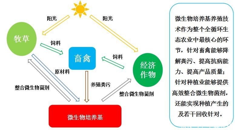 养分循环作用，生态系统中不可或缺的关键过程解析