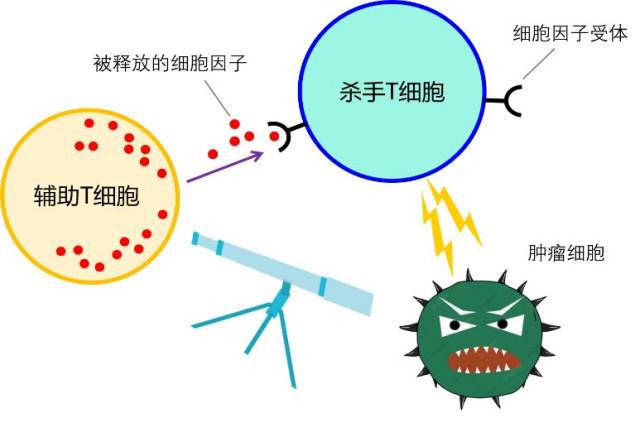 免疫调节过程中的核心环节与机制深度解析