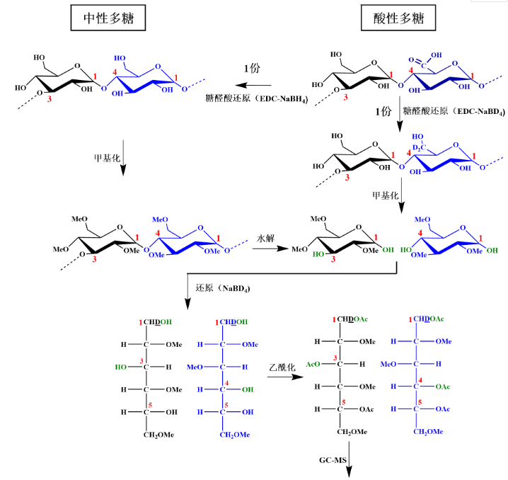 多糖键名称、结构特点与功能解析