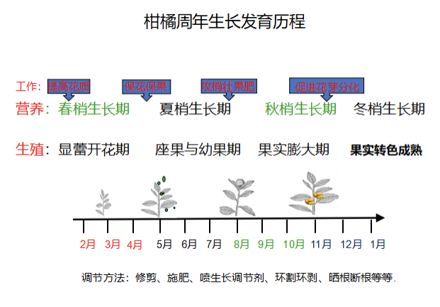 深度解析，生长周期对产品质量影响的奥秘，为何生长周期越长品质更佳？