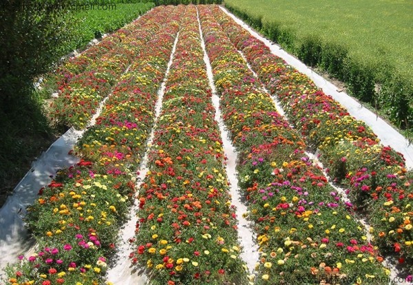 花卉地被种植工艺标准详解