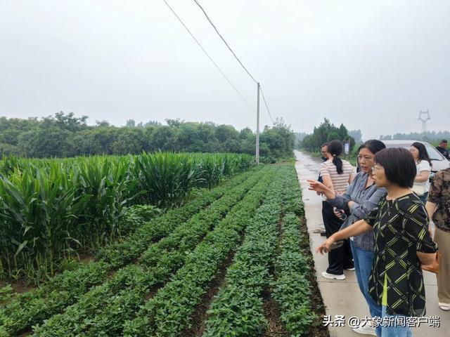 农作物田间管理的关键措施与要点