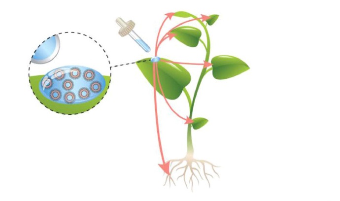 图解植物营养输送，揭示植物生命的循环脉络