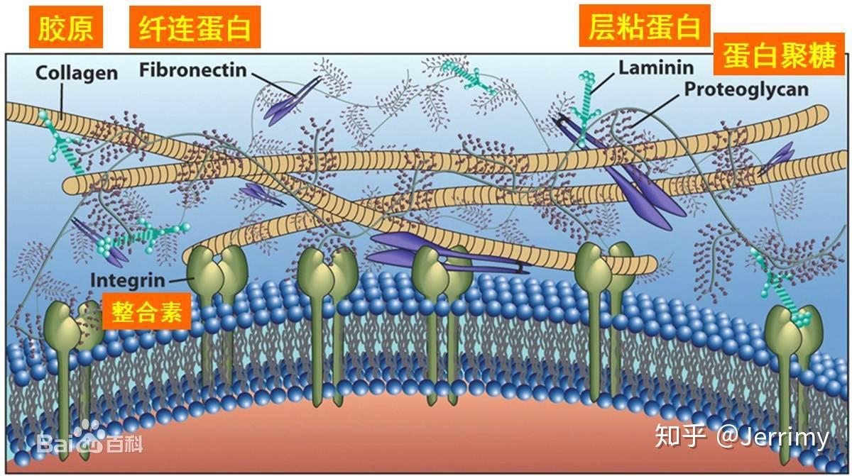 基质详解，概念、类型及应用解析