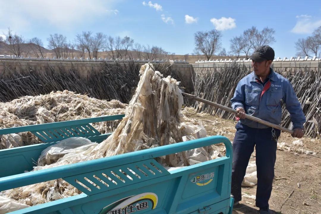 环保农业的新希望，可降解地膜生物的出现