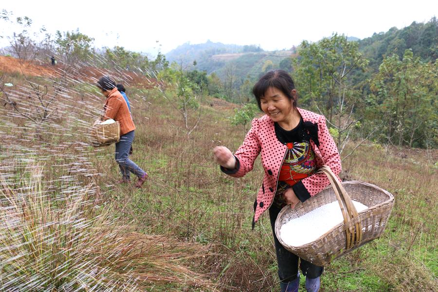 白芷种植指南，方法与技巧全解析