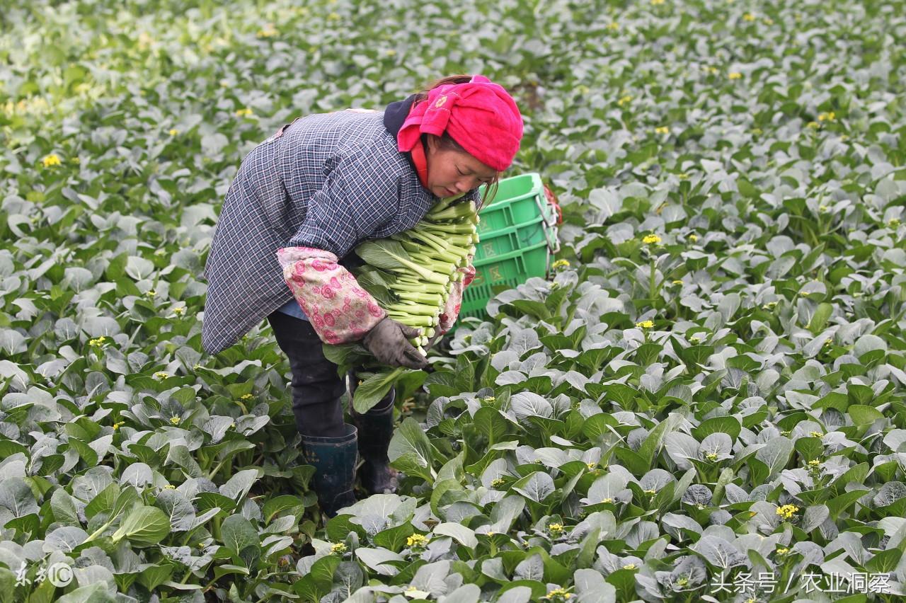 提高免疫力必备，十大蔬菜助你塑造健康体魄的秘诀武器