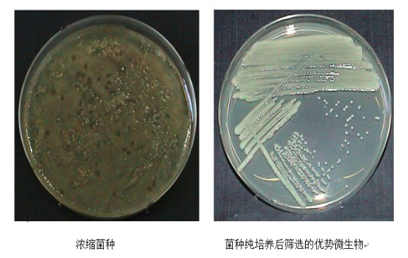 筛选菌种的目的及其重要性，深入了解与探索菌种筛选背后的意义