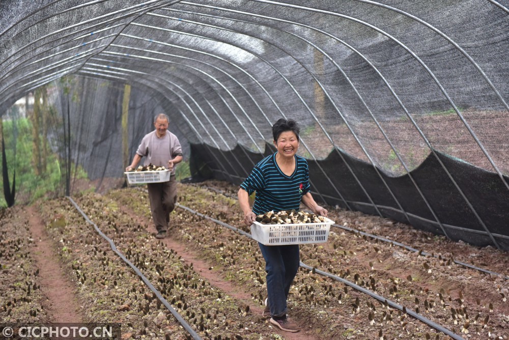 食用菌家庭种植，入门到精通的全面指南