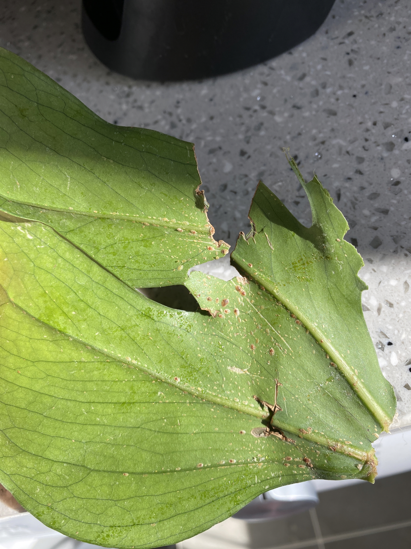 植物叶片长虫，警示信号与防治策略