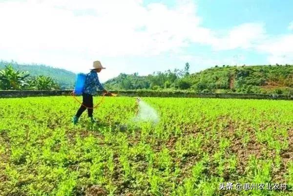 出菇期禁农，守护生态与健康的关键行动