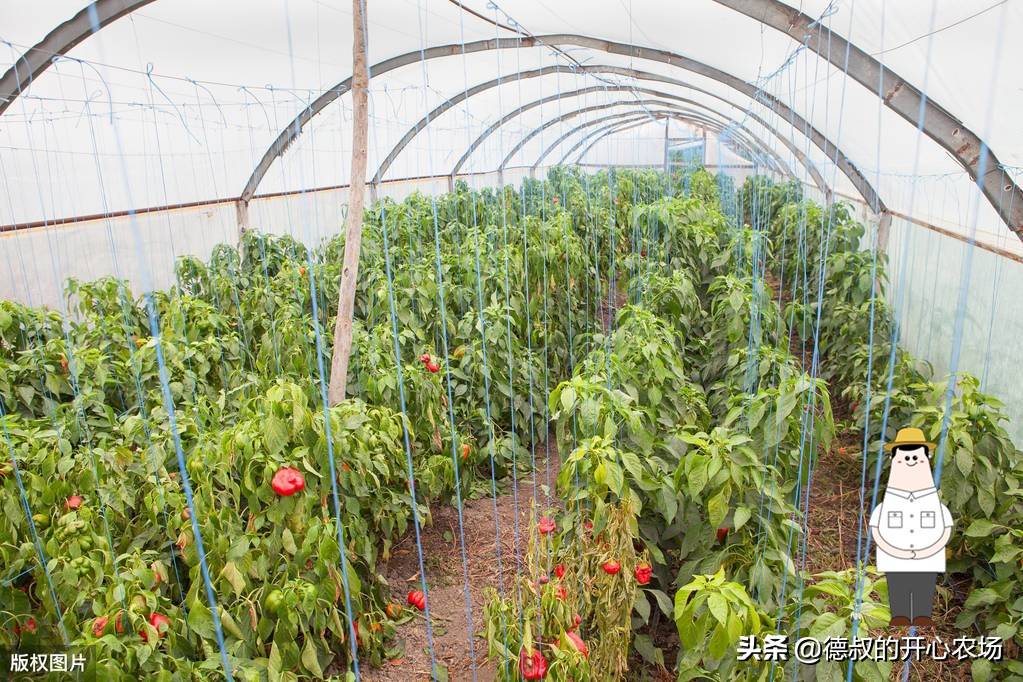 深度解析，大棚种植热门作物与趋势，探寻最赚钱种植项目