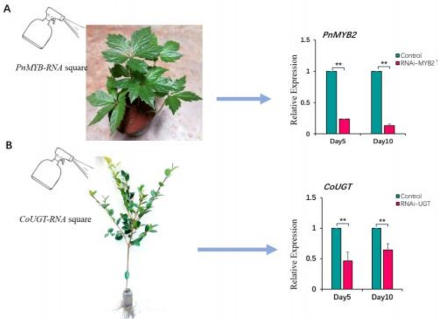 樊龙江探索植物基因组学的新篇章