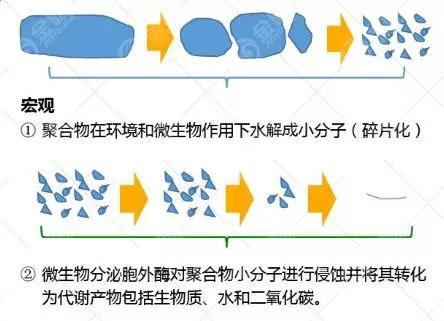 生物降解机制，揭示自然分解过程的奥秘