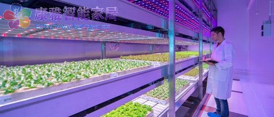 LED种菜技术，革新农业种植方式的新科技之光