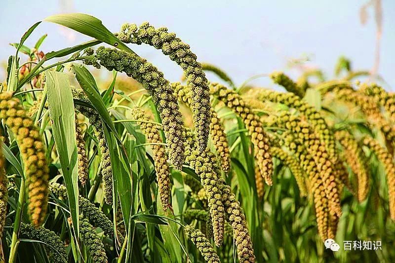 粉防己播种技术，培育优质植物的关键环节解析