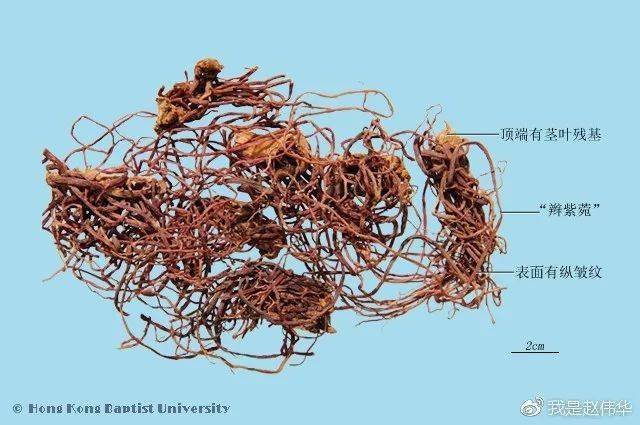 菌丝体在中药鉴定学中的名词解释、重要性及应用探究