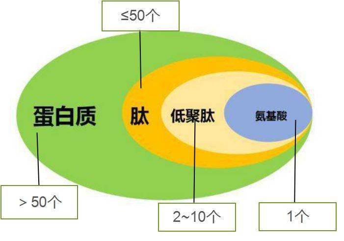 内源性活性肽，生命的新认知