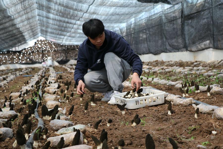 羊肚菌重茬种植法，实现高质量土壤产出之路