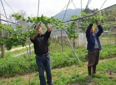 标准化种植模式，农业现代化的新路径探索