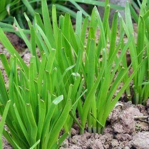 室内韭菜种子种植方法及最佳种植时间