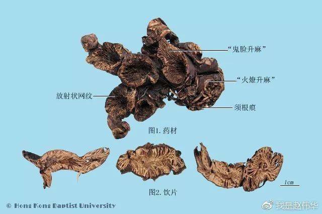 中药领域子实体名词解析与应用探究