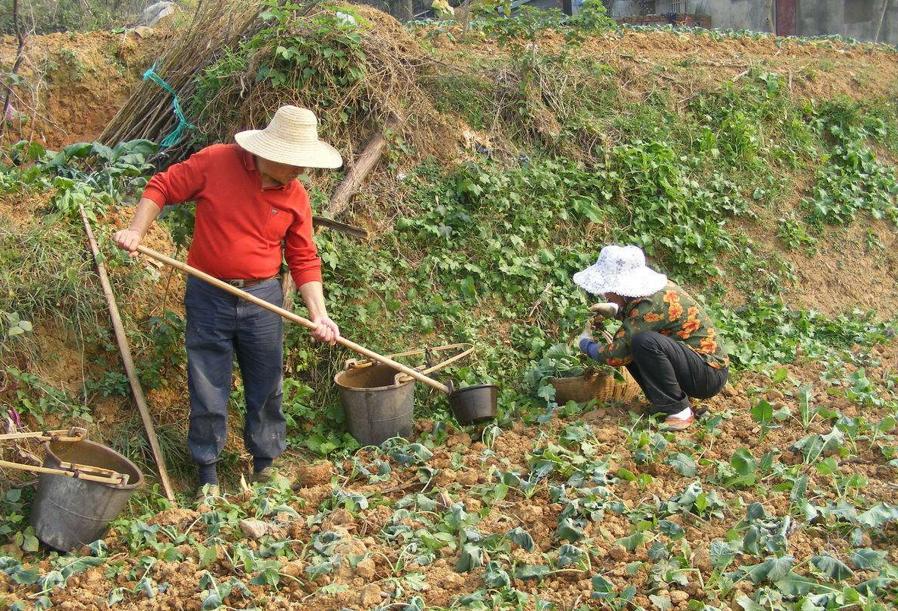 生长周期长的蔬菜，种植指南与欣赏价值