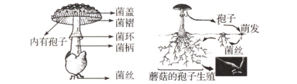 菌丝体产生根状菌素，自然之奇迹