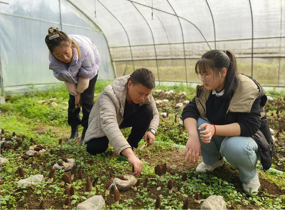 食用菌室内种植方法与羊肚菌种植技术及管理