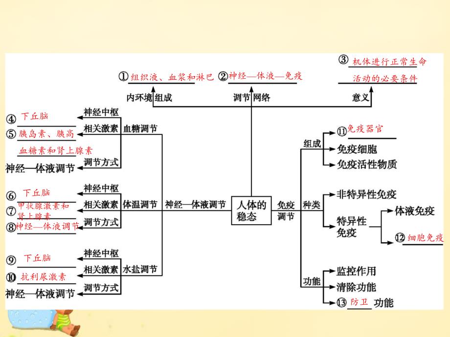 神经体液免疫调节思维导图详解