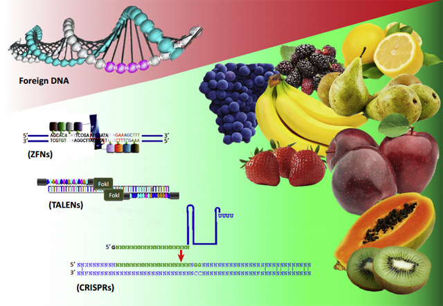 作物基因组学与生物信息学的交融，农业科技的未来探索之路