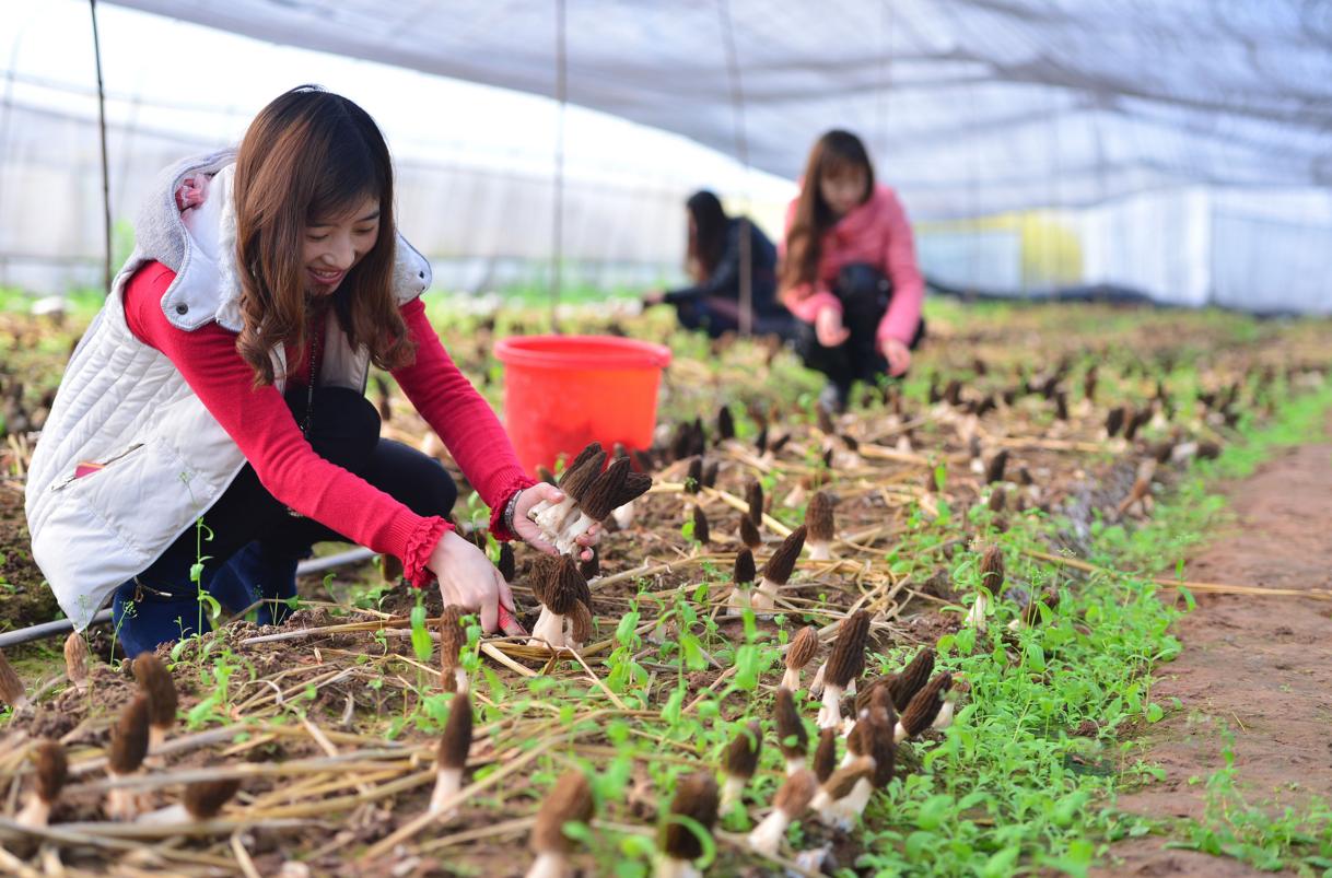 野生与人工羊肚菌之别，自然与栽培差异探索