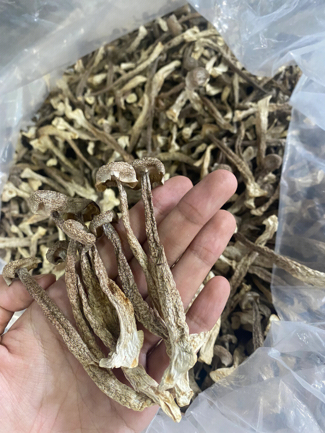 鹿茸菇，自然瑰宝，健康守护的秘密武器