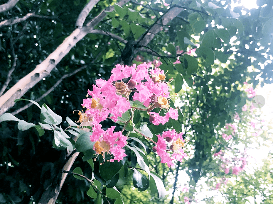 花树下的诗意人生漫谈