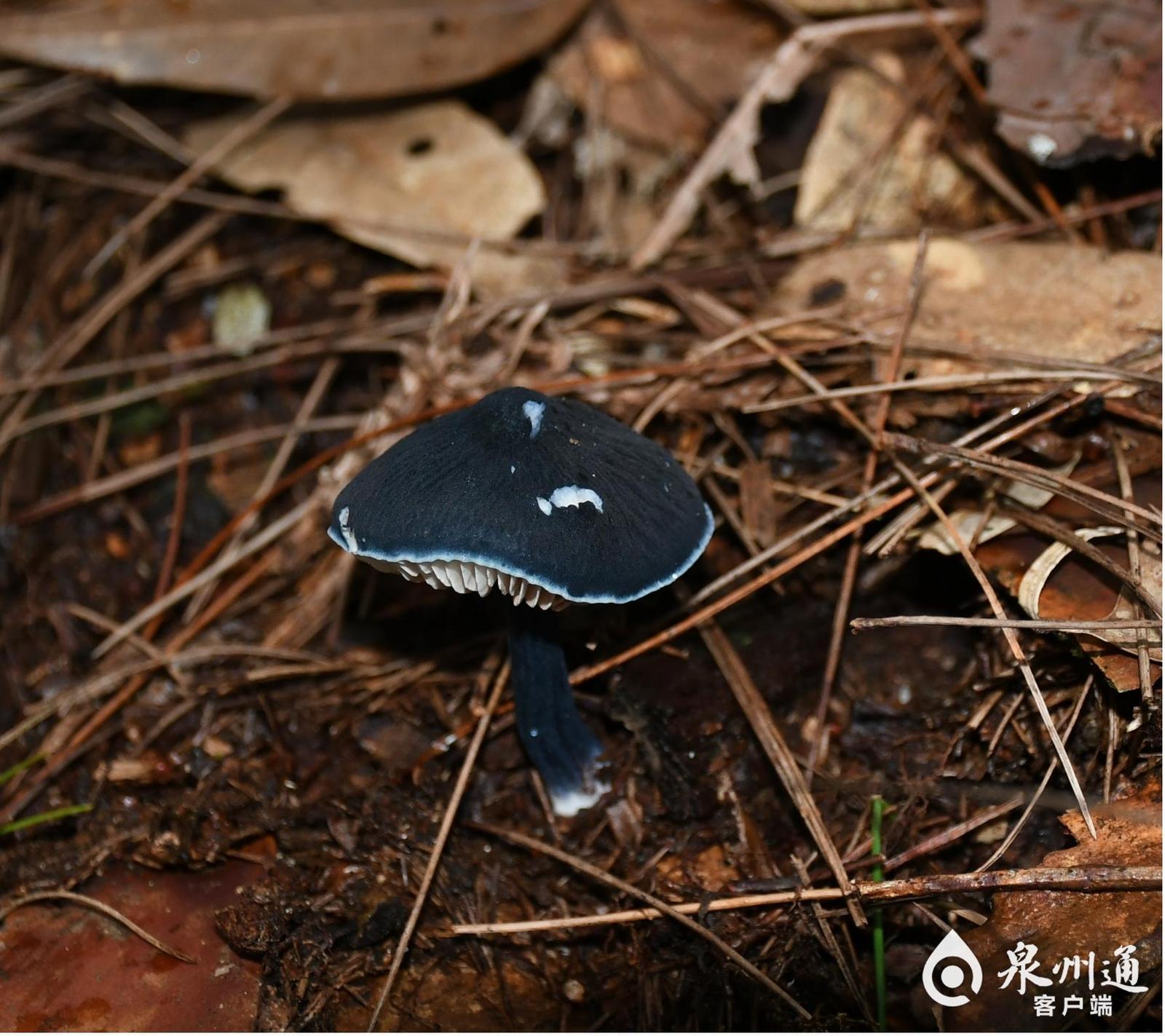 成都发现五种四川新记录苔藓物种，生态多样性的闪耀明珠