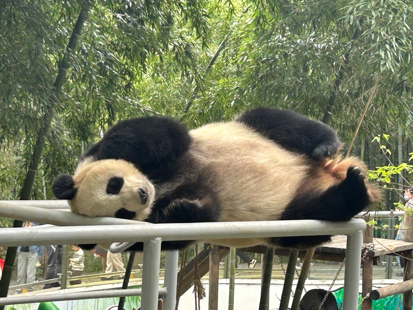 熊猫的独特体验，感受国宝的魅力