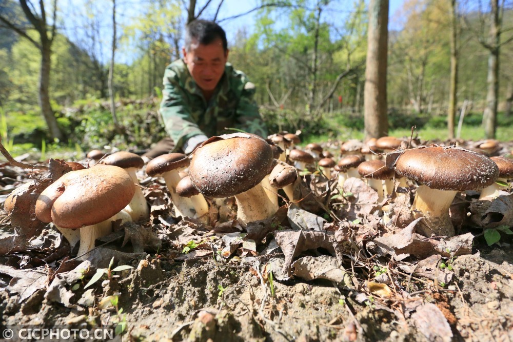 农村旧房改造，食用菌种植与绿色农业创新发展的探索