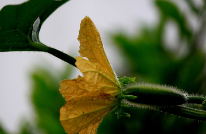 节瓜施肥秘籍，打造丰收果园的关键环节