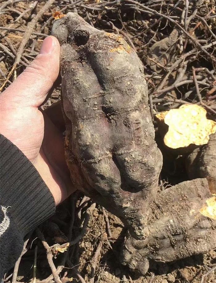 药材的最佳收获季节与月份解析，何时收获药材最为适宜？