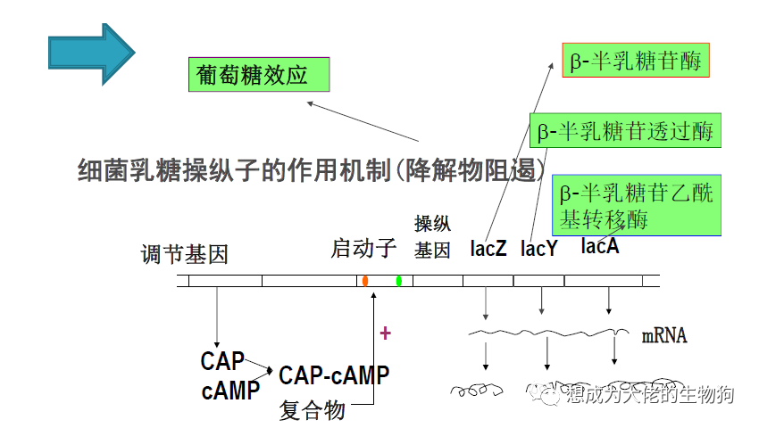 酶解工艺图解揭秘，生物催化反应的奥秘探索