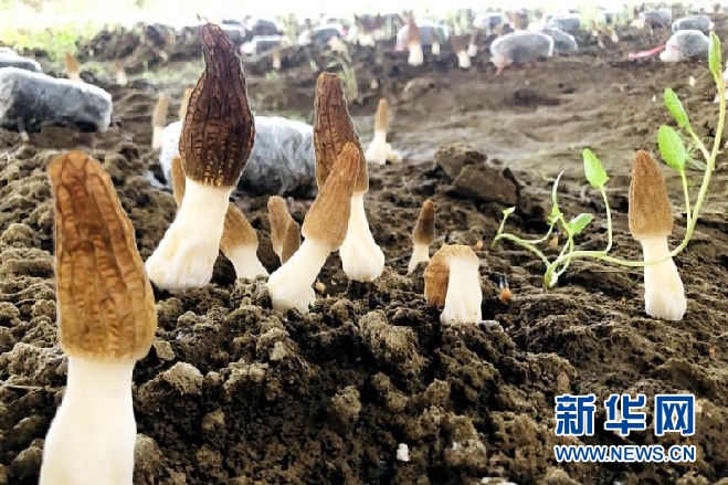 羊肚菌原生态种植技术，探索野生种植方法与高质量种植技巧