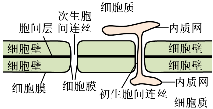 细胞壁与细胞膜破坏机制解析，破坏方法有何不同？