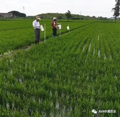 田间管理技术概览及其重要性