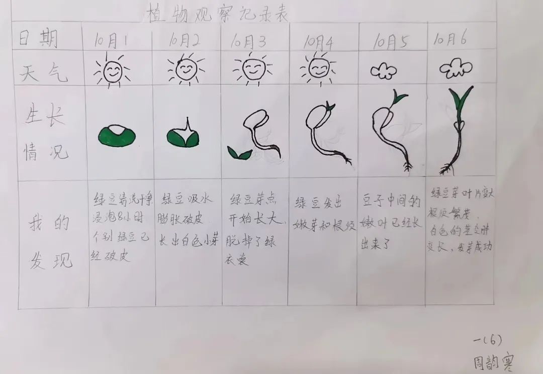 短生长周期植物观察日记实录